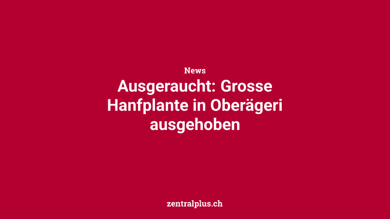 Ausgeraucht: Grosse Hanfplante in Oberägeri ausgehoben