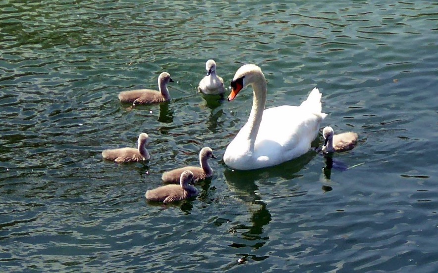 So sieht eine glückliche Schwan-Familie aus.