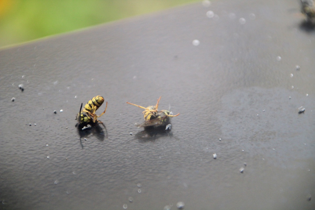 Für die Wespen endet der menschliche Einsatz tödlich.