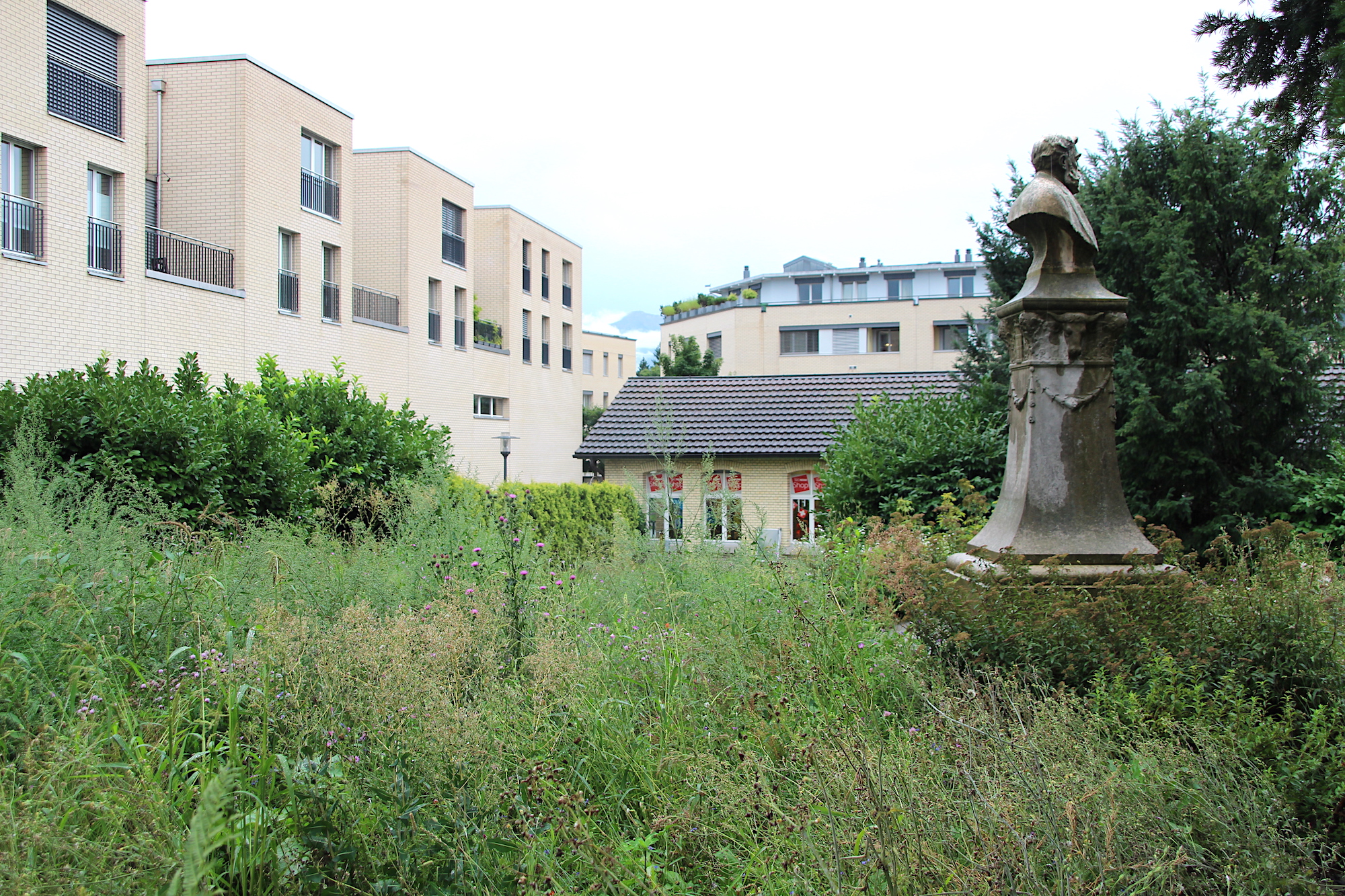 Ziemlich verwahrlost sieht derzeit der Garten der Nestlé-Villa in Cham aus. Die Statue des Gründers der Anglo-Suisse Condensed Milk Company, George H. Page, steht verwaist im Kraut. Direkt hinter der Statue wird der neue Mammutbaum angepflanzt.