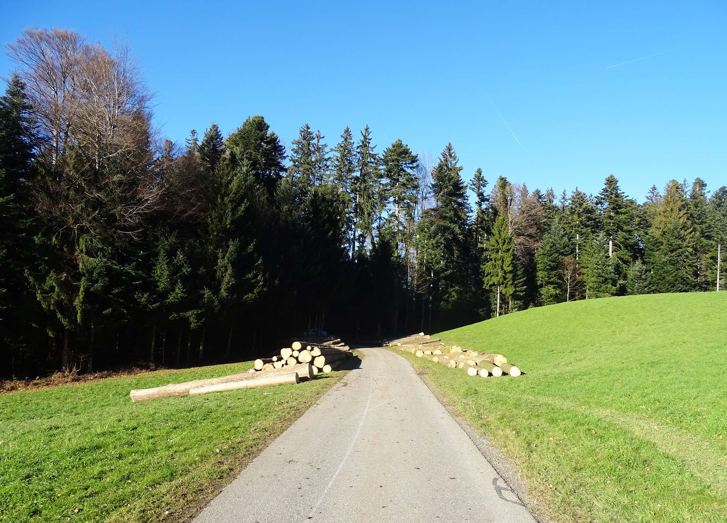 Waldstrasse Auf Dem Sonnenberg Wird Komplett Gesperrt I Zentralplus 